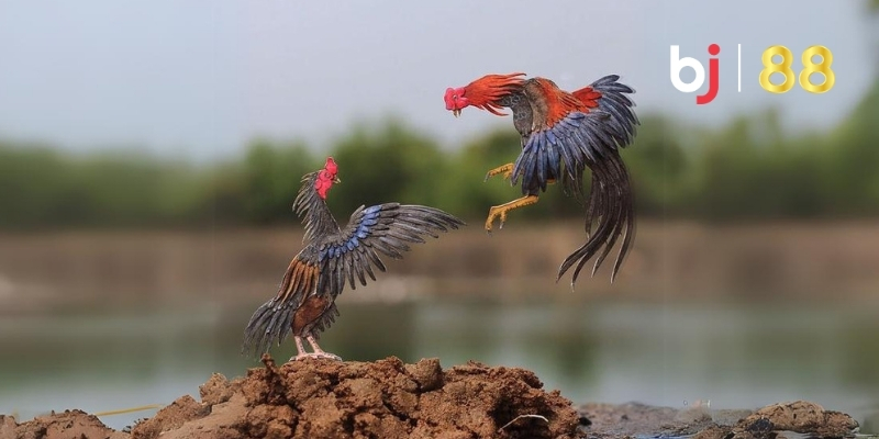 Màu Mạng Gà Đá - Cao Thủ Truyền Lại Bí Kíp Thắng Đậm BJ88 2 Nhận biết màu mạng gà đá giúp cược thủ chiếm ưu thế